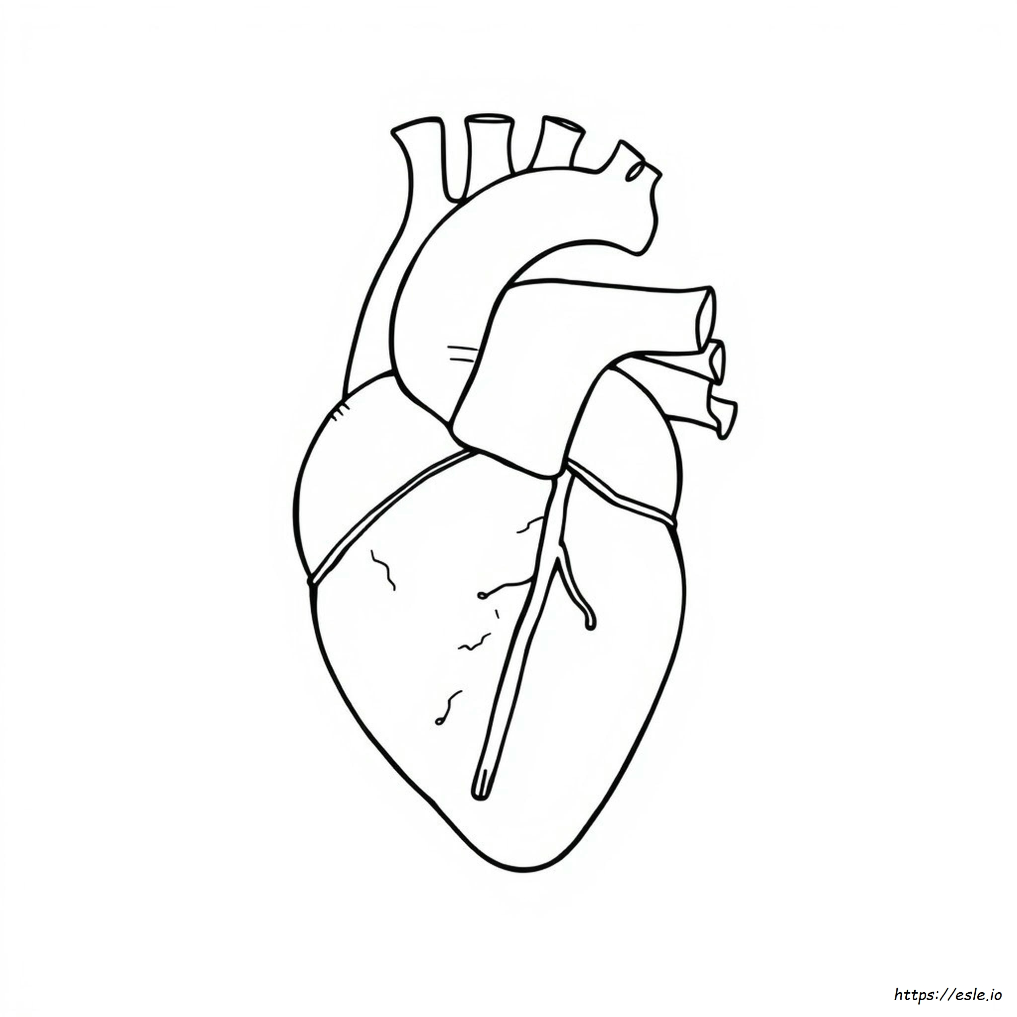 Anatomical Heart Coloring Page