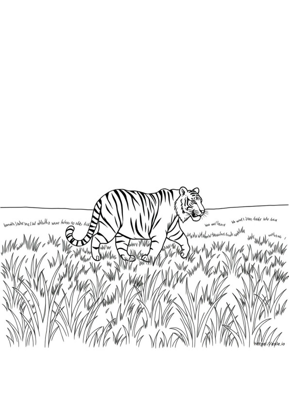Print Tiger Coloring Pages