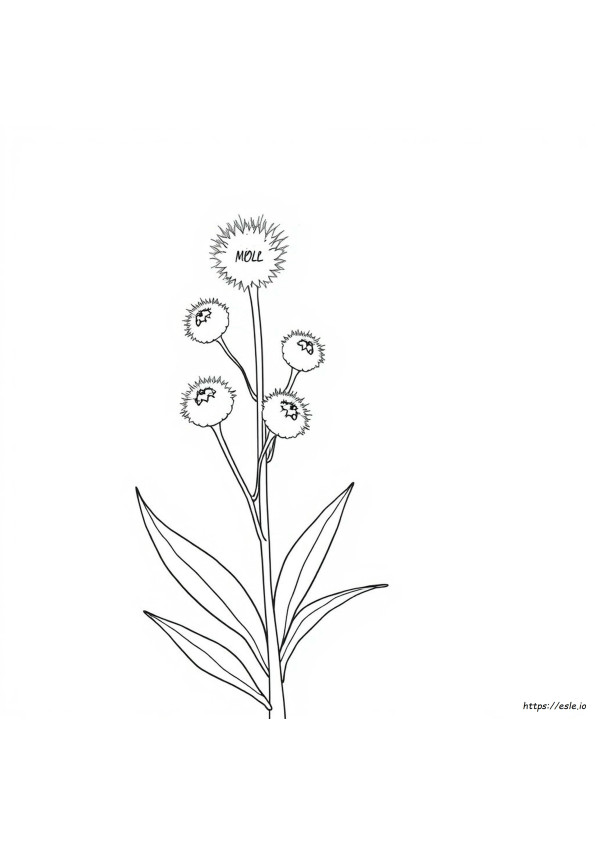 Milkweed Coloring Page