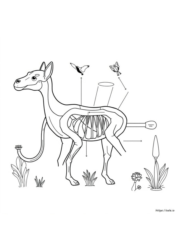 Libro Para Colorear De Anatomía Animal