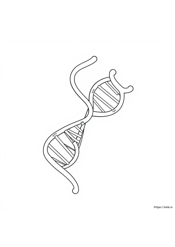 Dna The Double Helix Coloring Worksheet