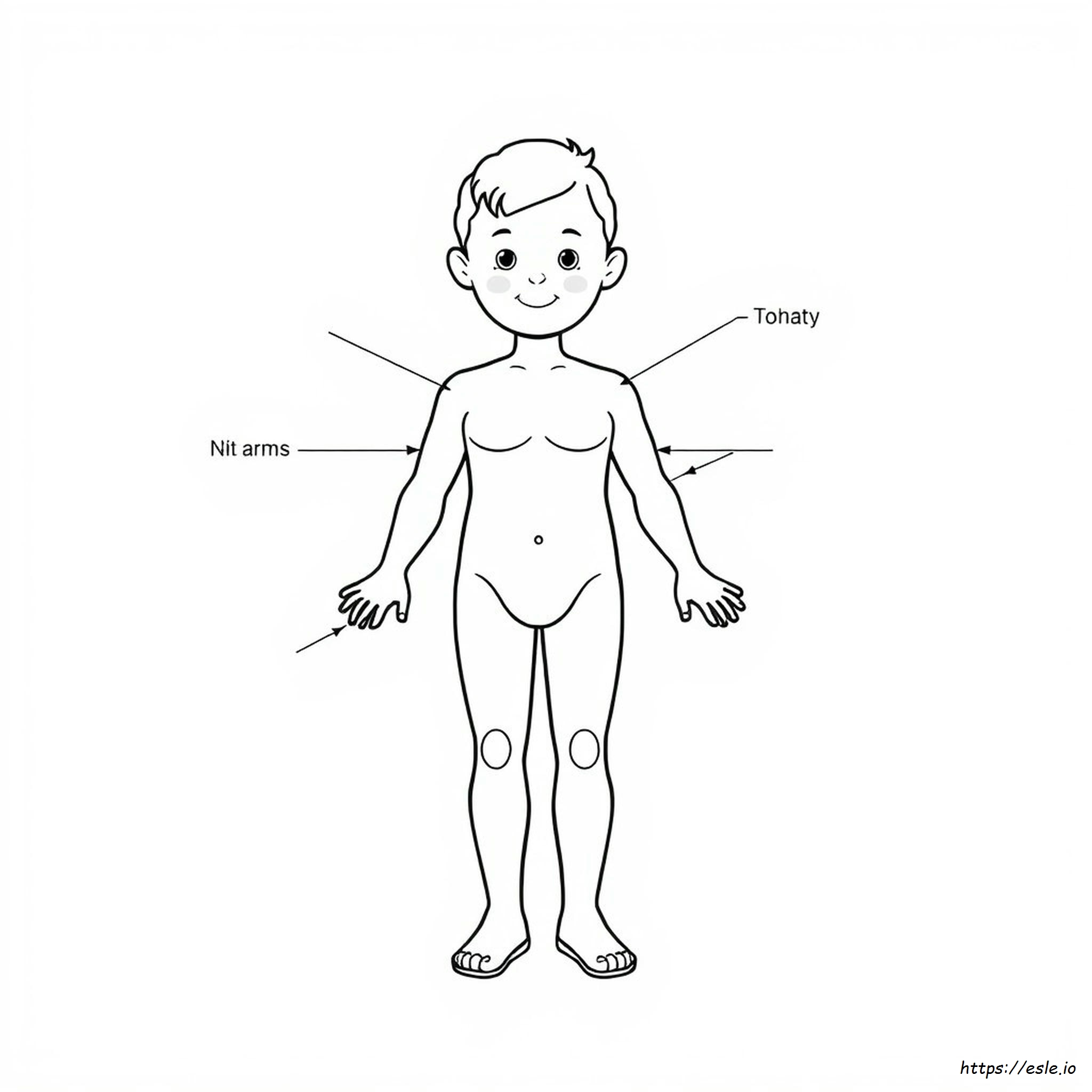 Coloriage Sur Les Parties Du Corps Pour L'école Maternelle Pdf