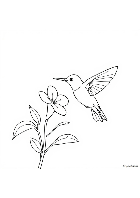 Coloriages Colibri