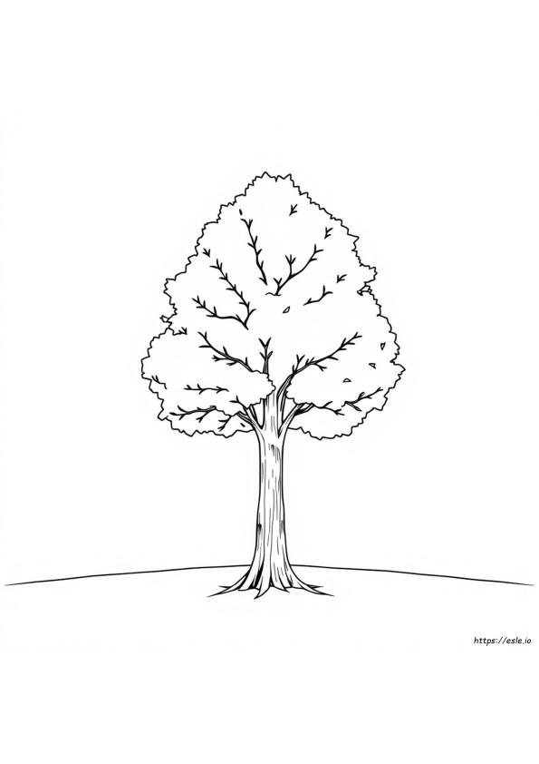 American Elm Coloring Page
