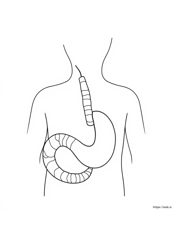 Esophagus Coloring Page