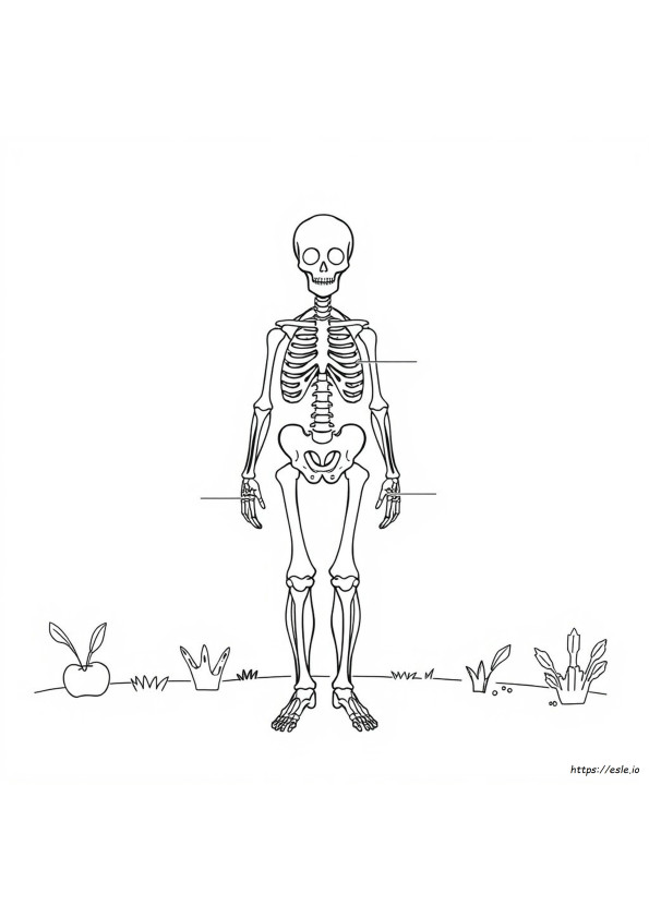 Anatomy And Physiology Coloring Workbook Answers Pdf Chapter 5