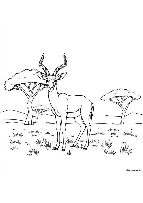 Coloriage Antilope