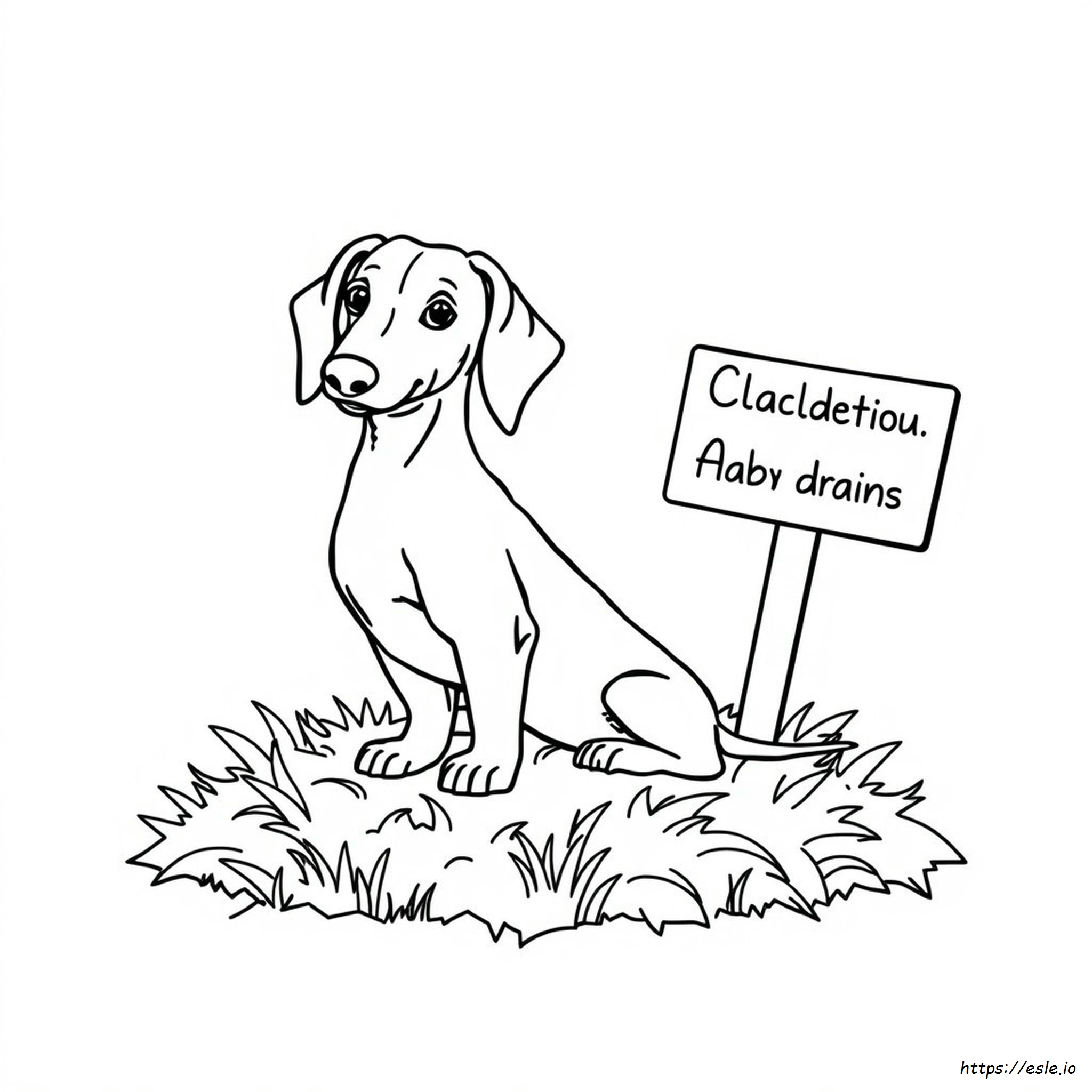 Dachshund Color Names