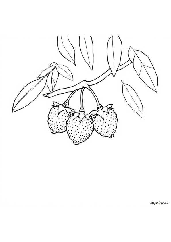 Rambutan Coloring Page