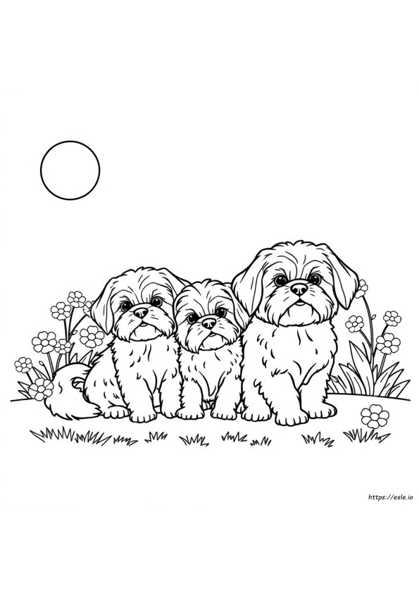 Kostenlose Shih Tzu Ausmalbilder Zum Ausdrucken