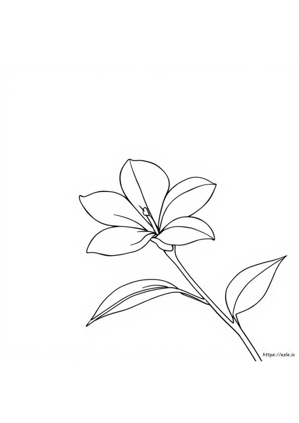 Plumeria Çiçeği Boyama Sayfaları