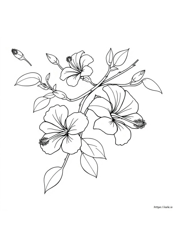Darmowe Kolorowanki Hibiskus Do Druku