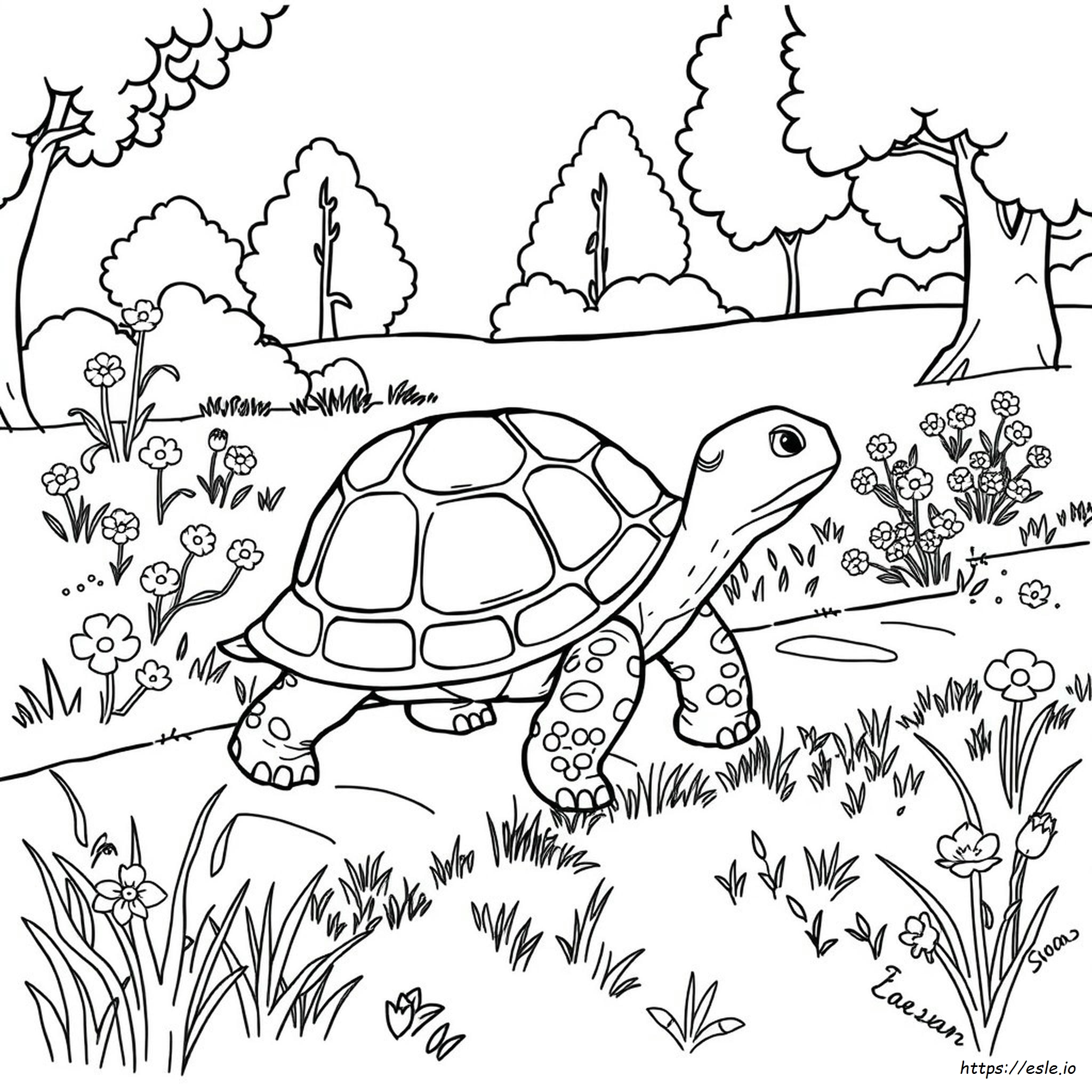 Schildpad Kleurplaten kleurplaat