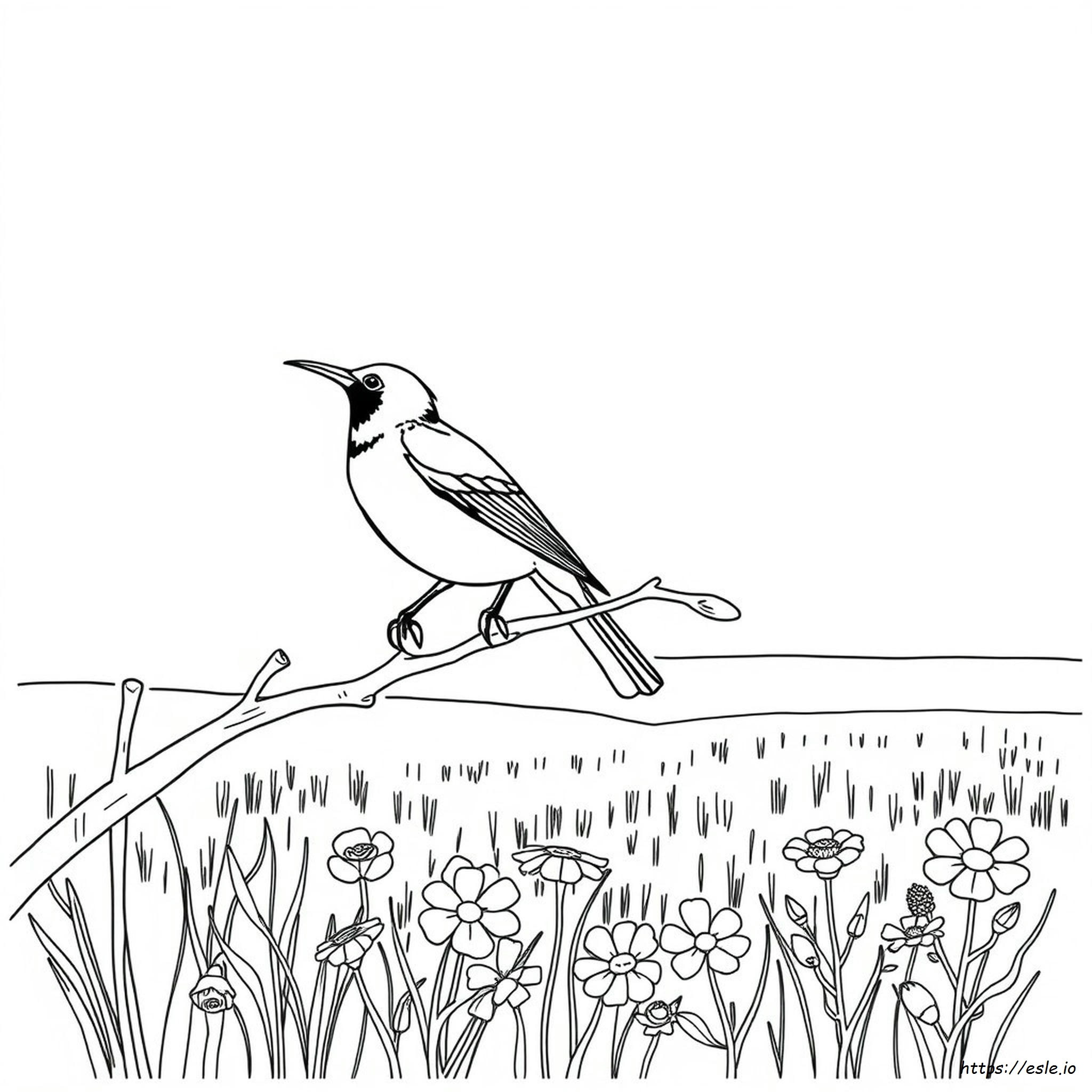 Oklahoma State Bird Coloring Page
