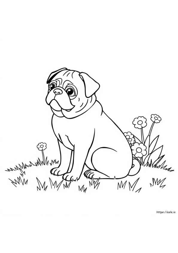 What Colors Do Pugs Come In