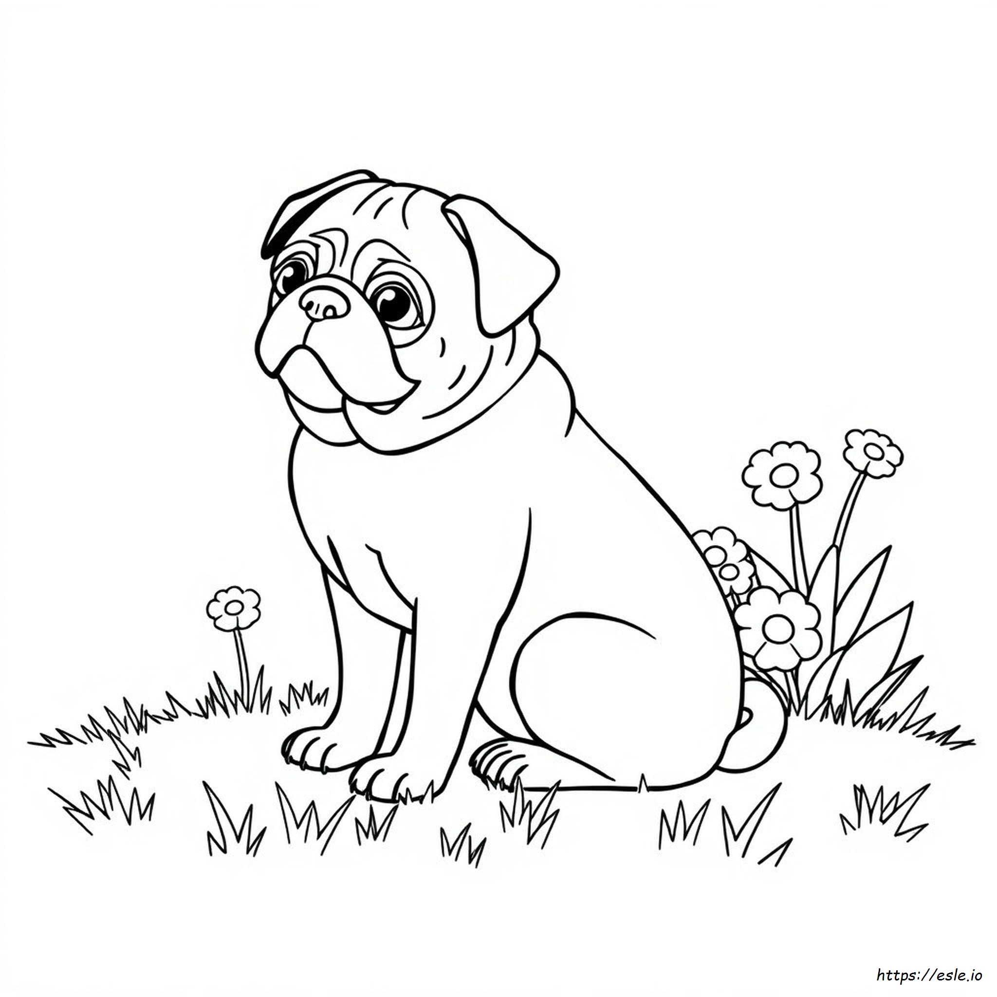 What Colors Do Pugs Come In