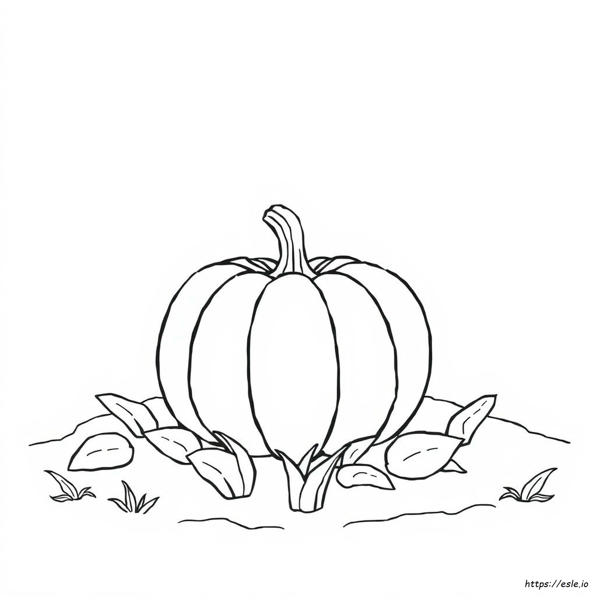 What Colors Do Pumpkins Come In