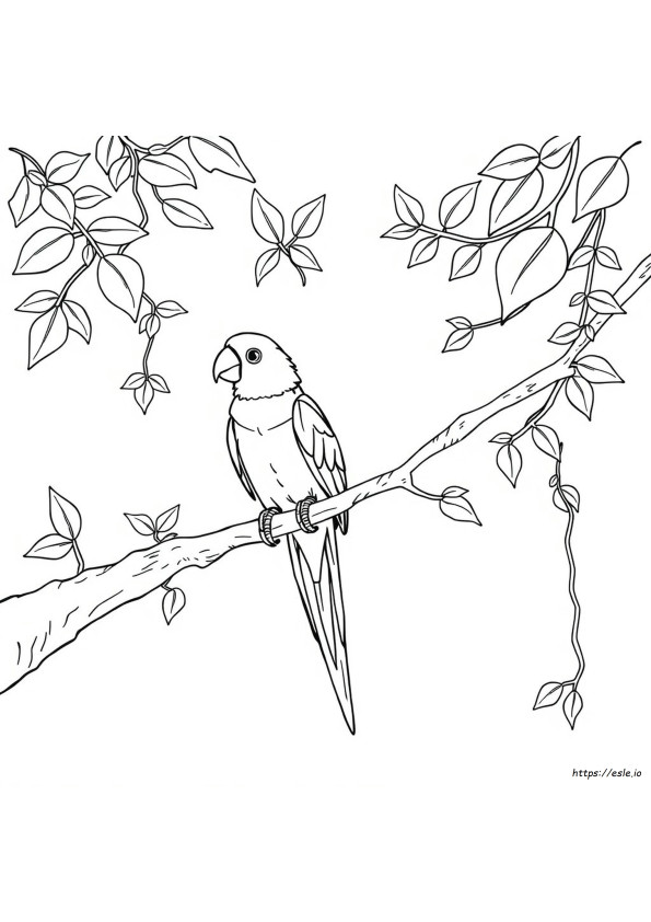 Lóris-Arco-Íris Para Colorir