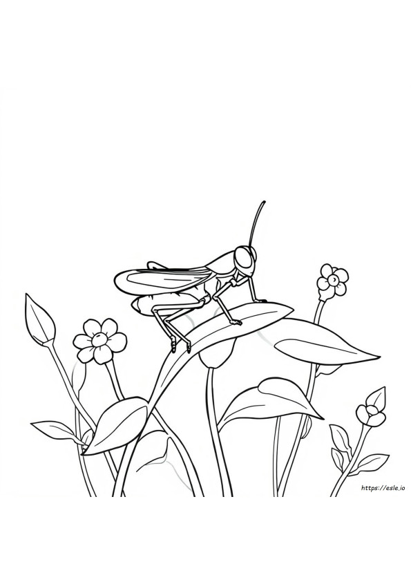 Desenhos De Críquete Para Colorir E Imprimir