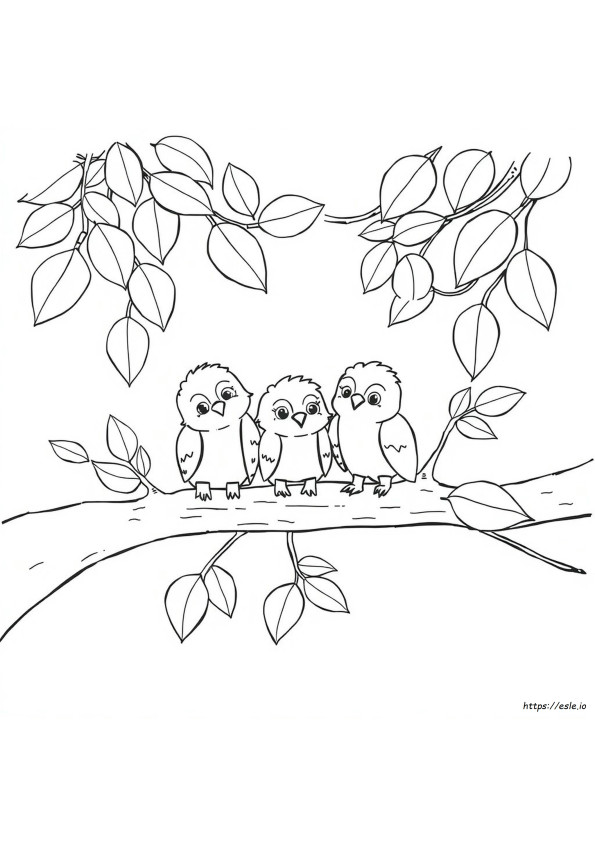 Coloring Apel