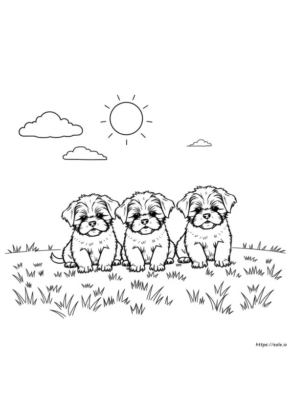 Do Havanese Puppies Change Color