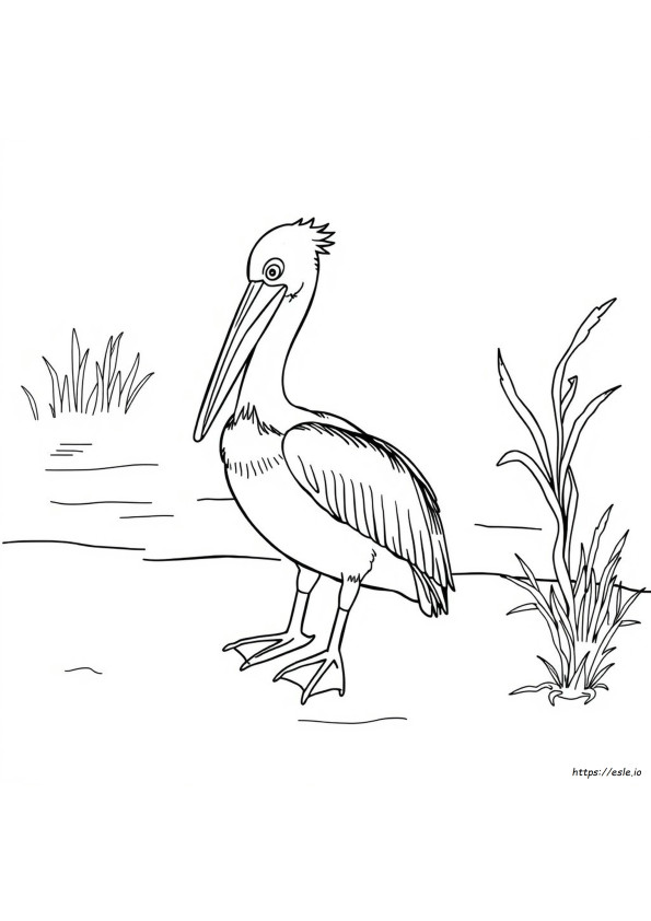 Pelican Brun De Colorat