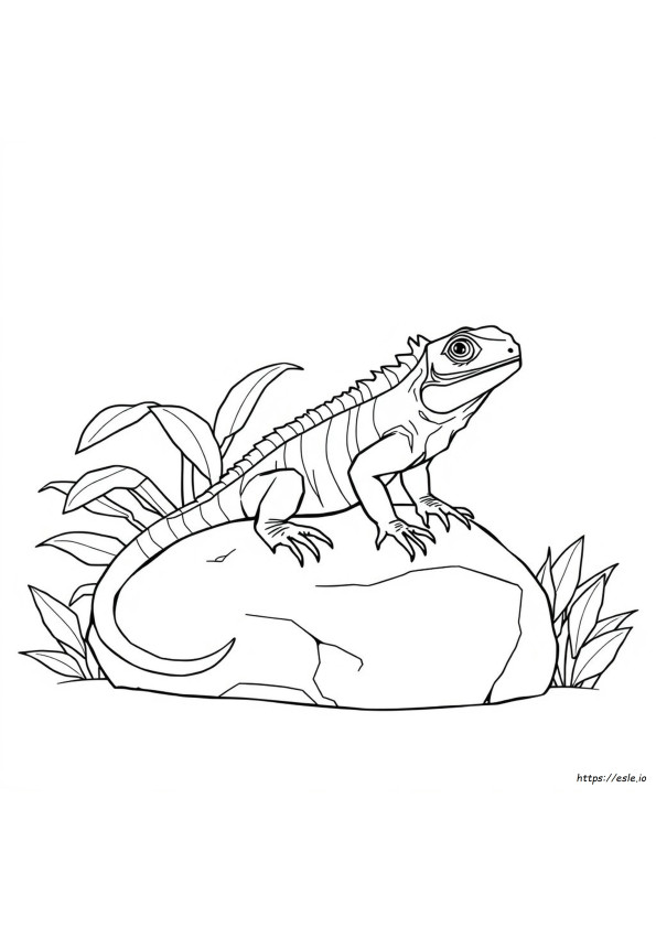 Iguana Para Colorir