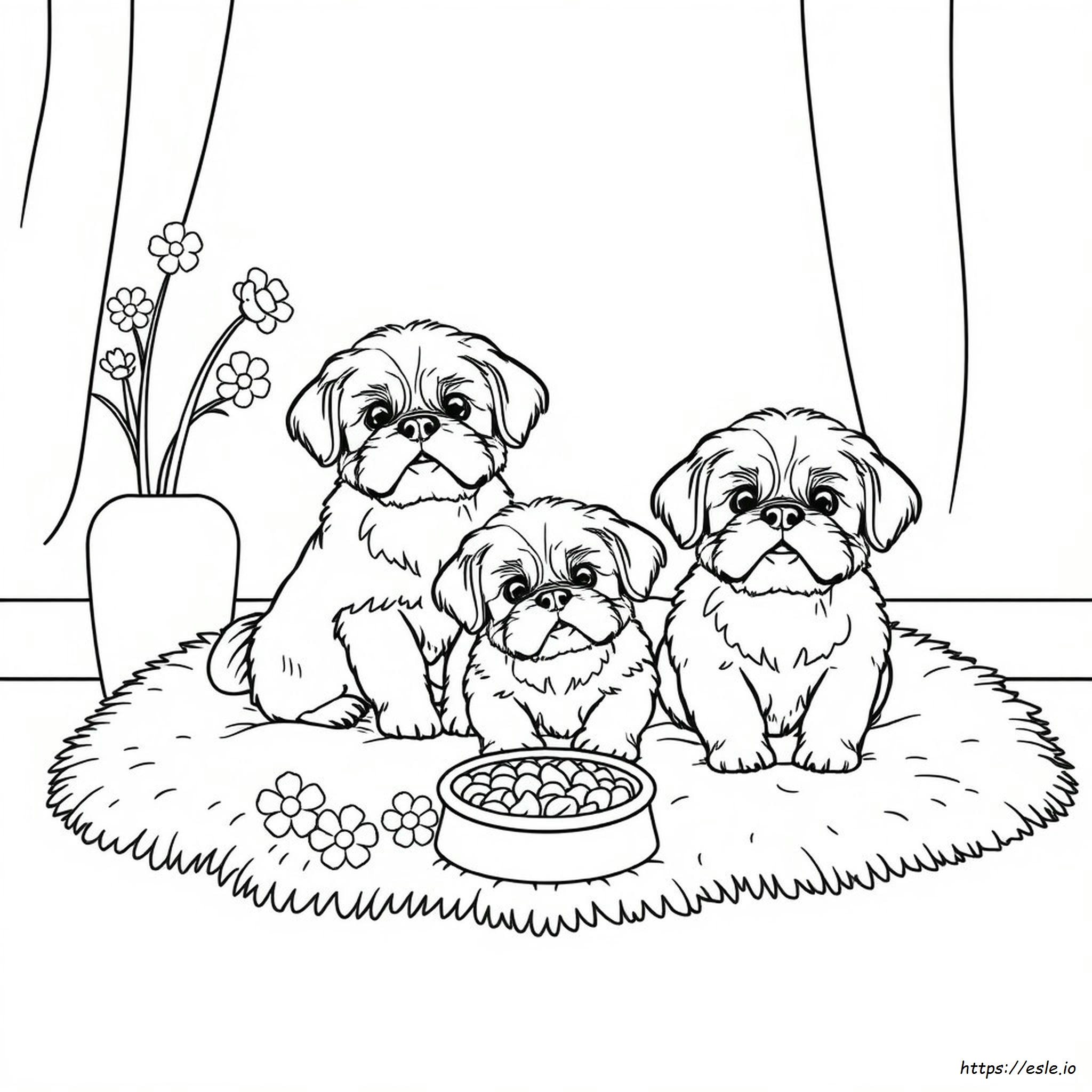 Shih Tzu Colouring Pages