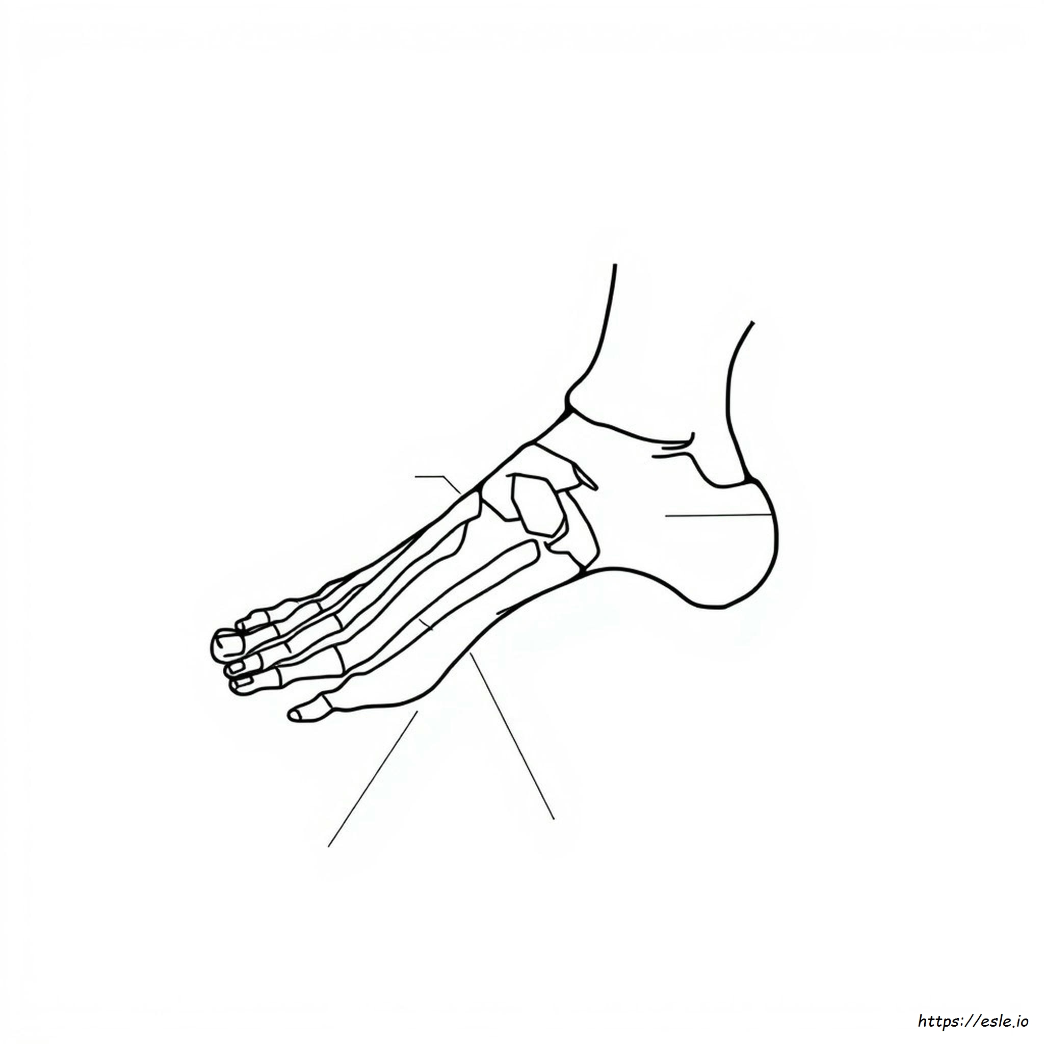 Foot Bones Anatomy Worksheet Coloring Page