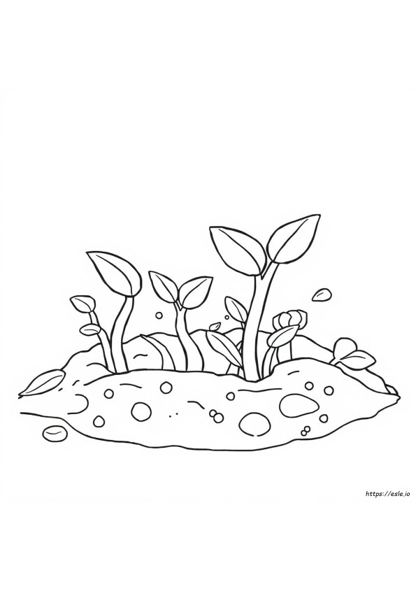 Bean Sprout Coloring Page