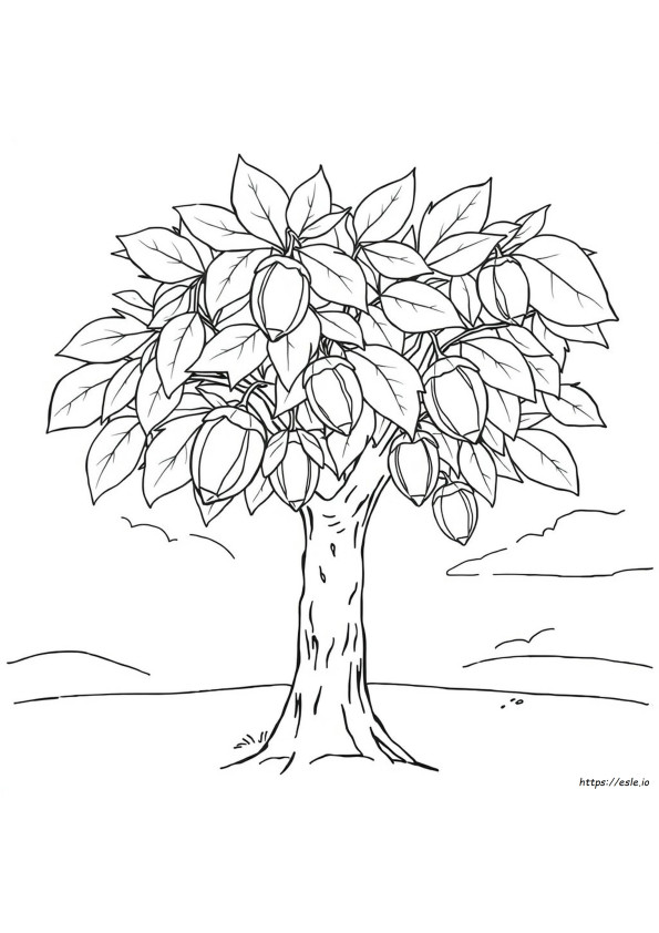 Pecan Coloring Page