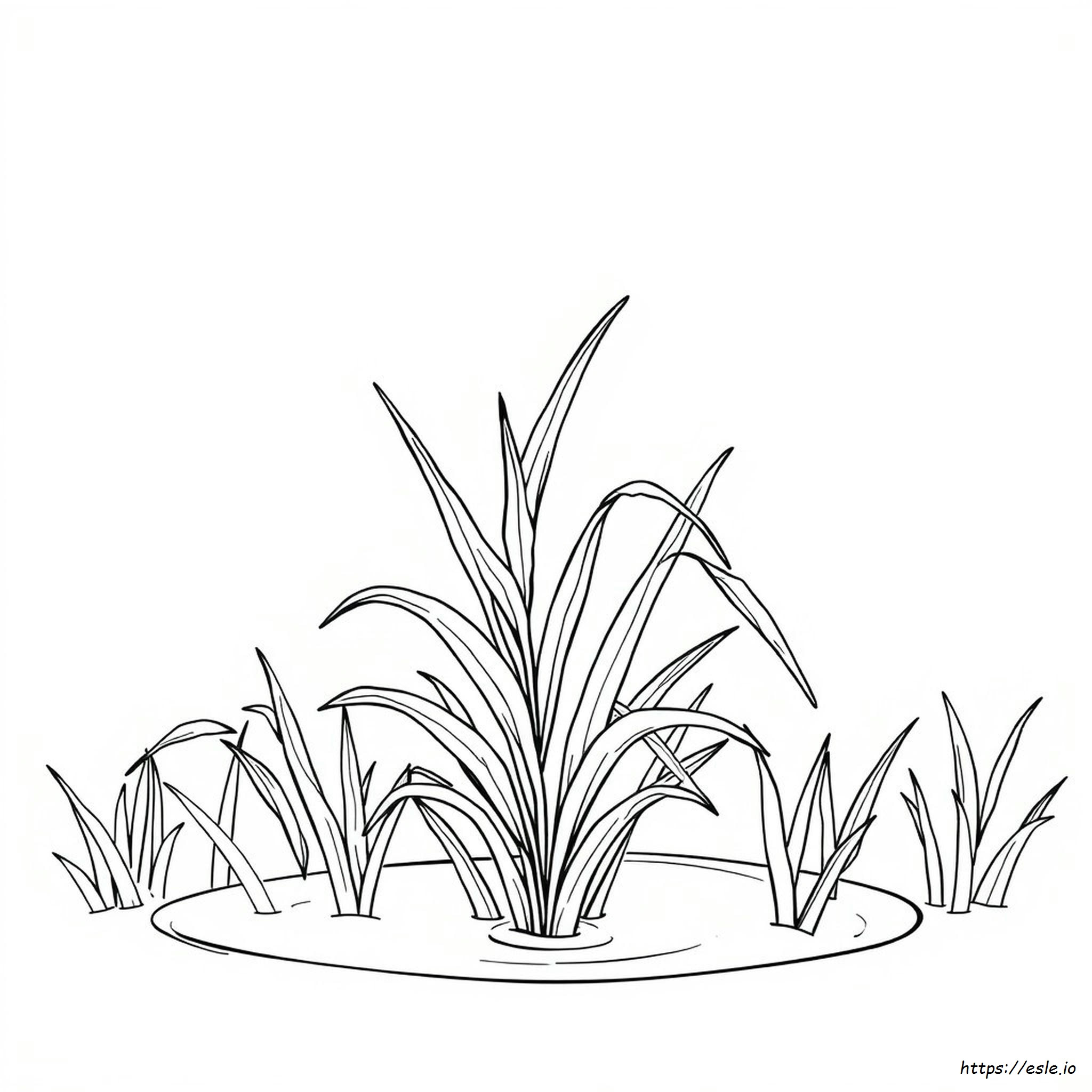 Rijstplant Kleurplaat Kleurplaat