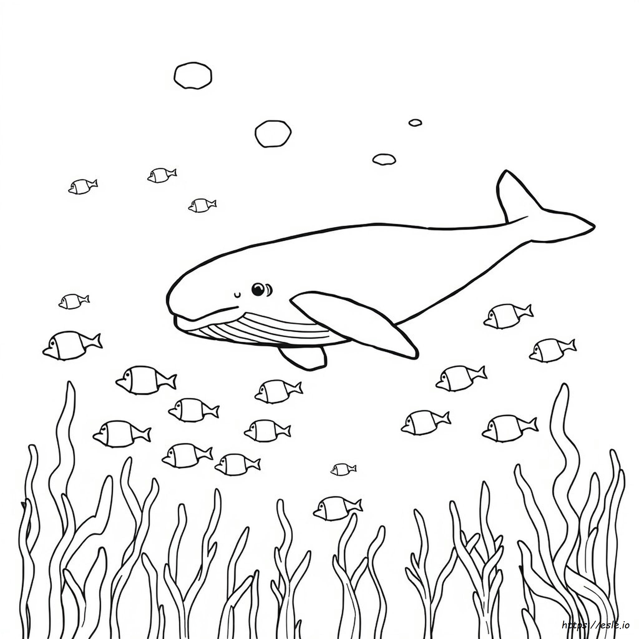 Coloring Page Of Whale