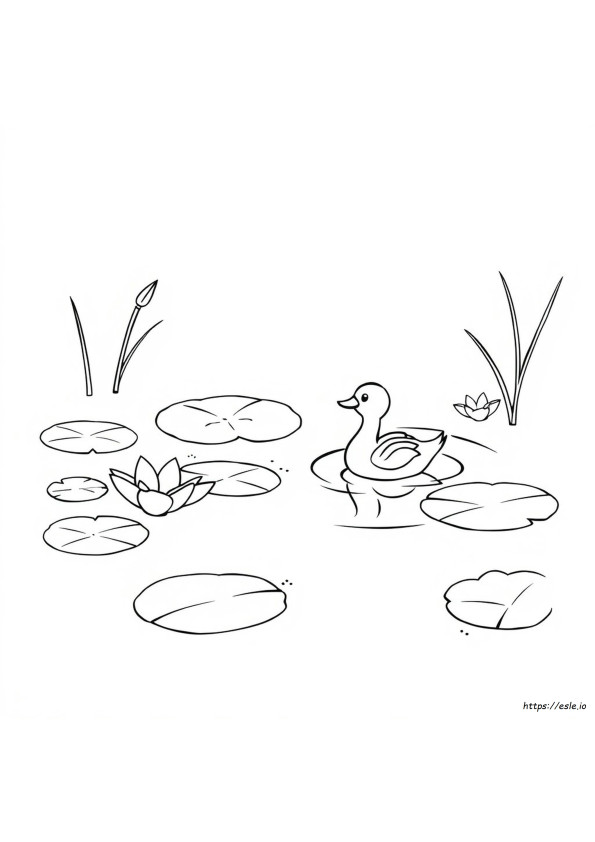Pond Coloring
