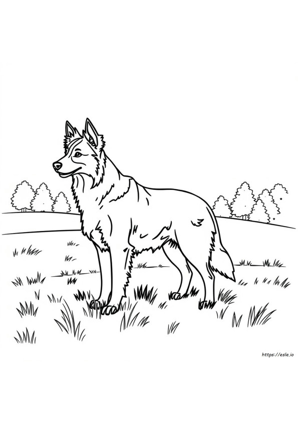Border Collie Színező Oldalak