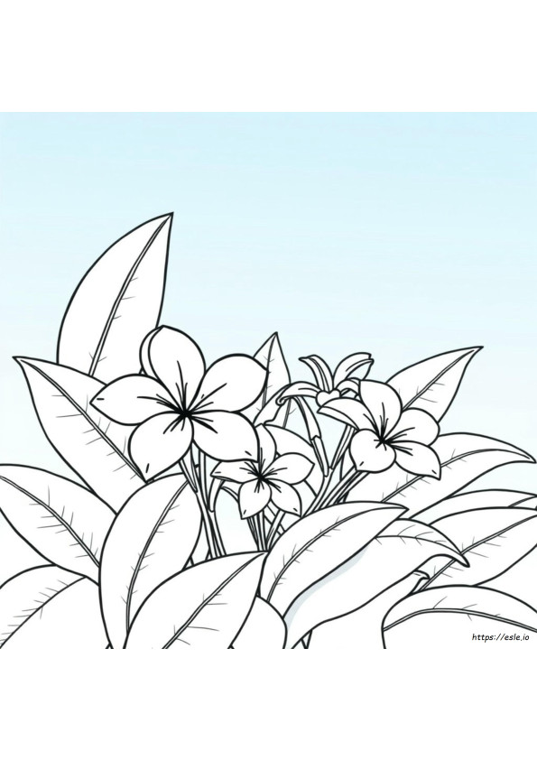 Plumeria Renklerinin Anlamı