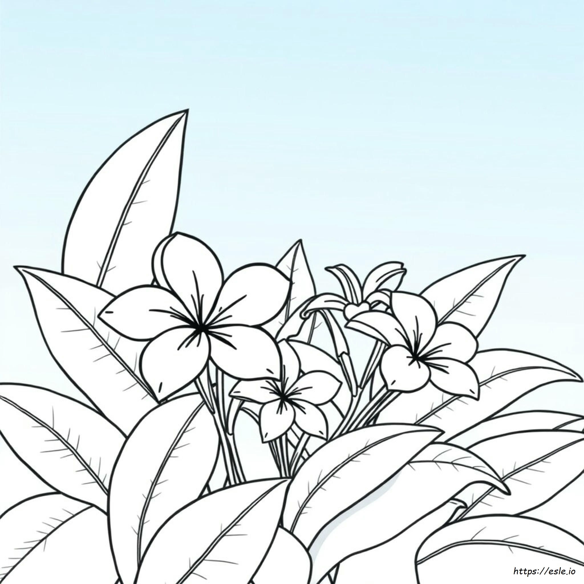 Plumeria Colors Meaning