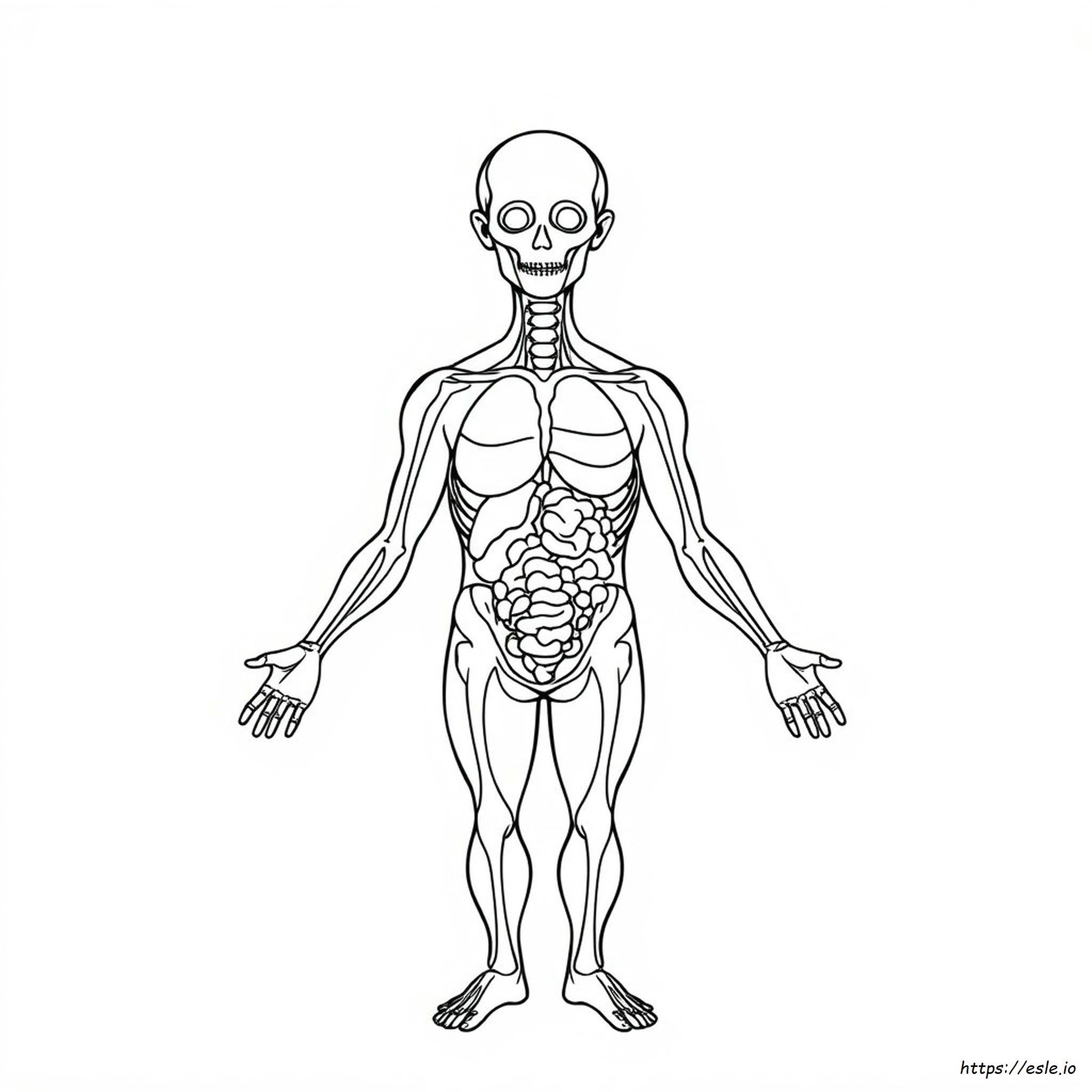 Coloriages Sur L'anatomie À Imprimer