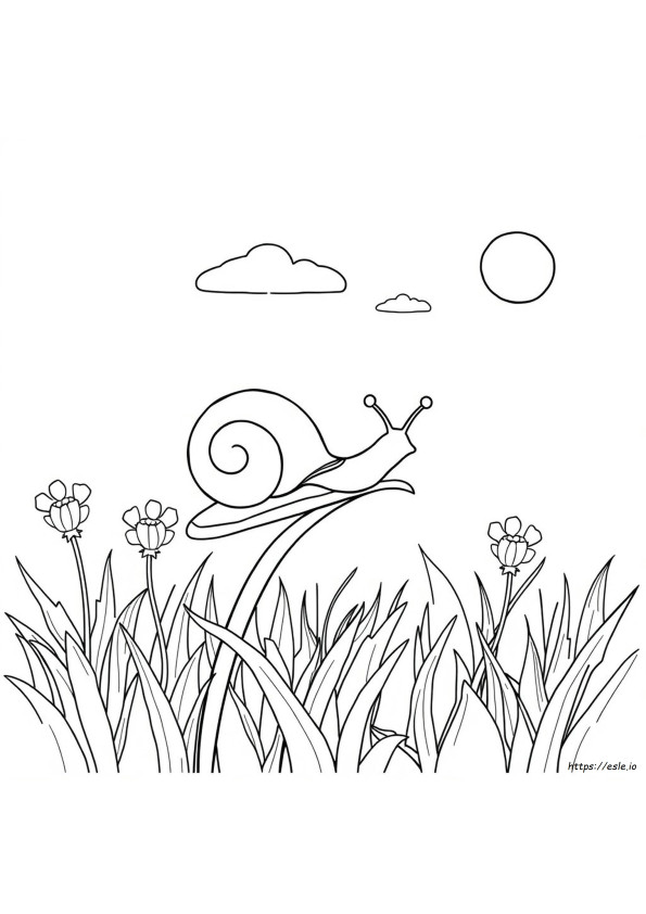Coloriage Escargot