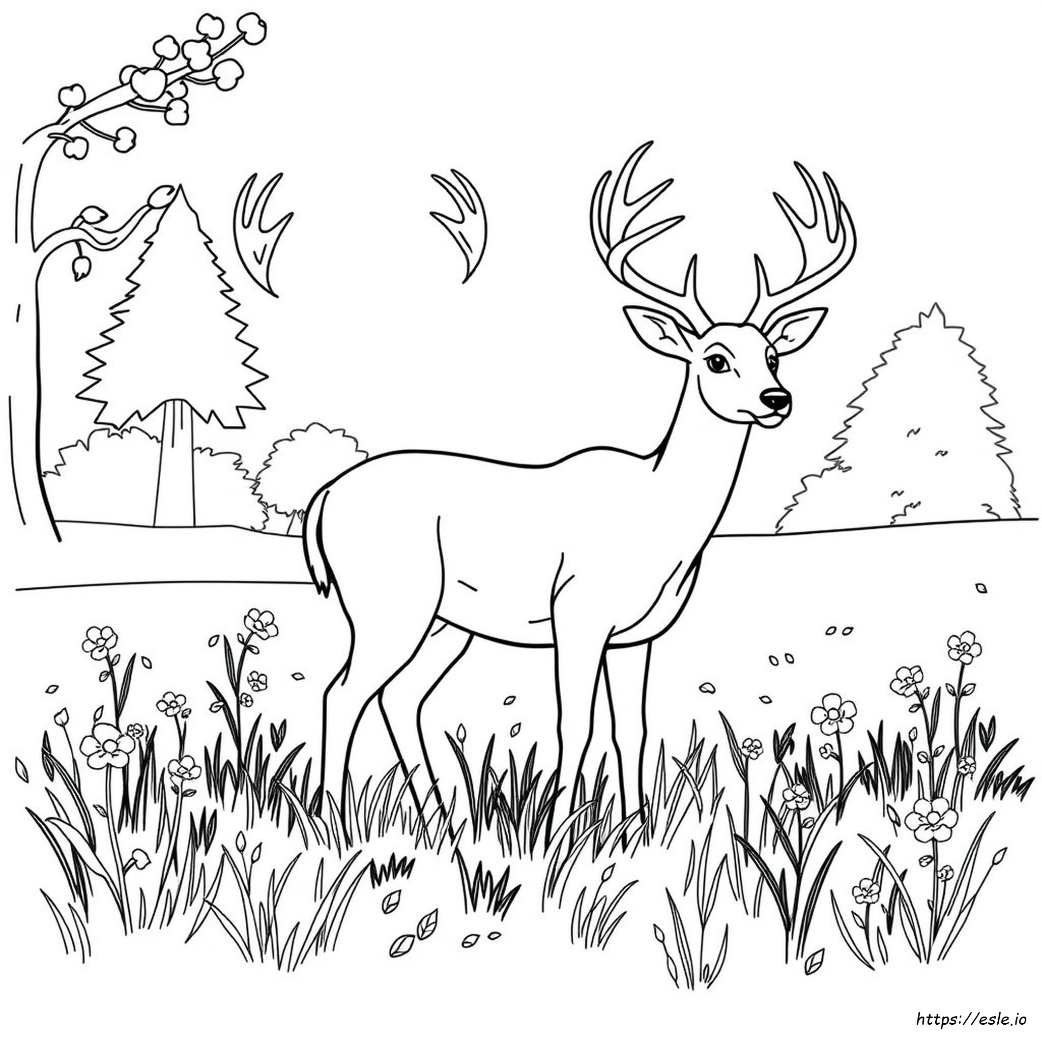 Whitetail Deer Coloring Pages