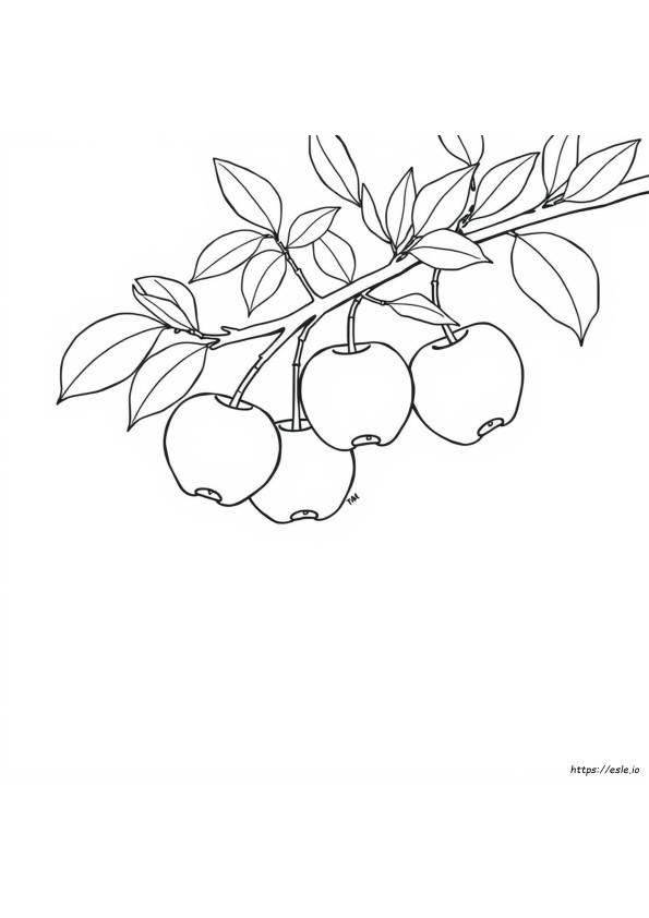 Apple White Värityskuvat