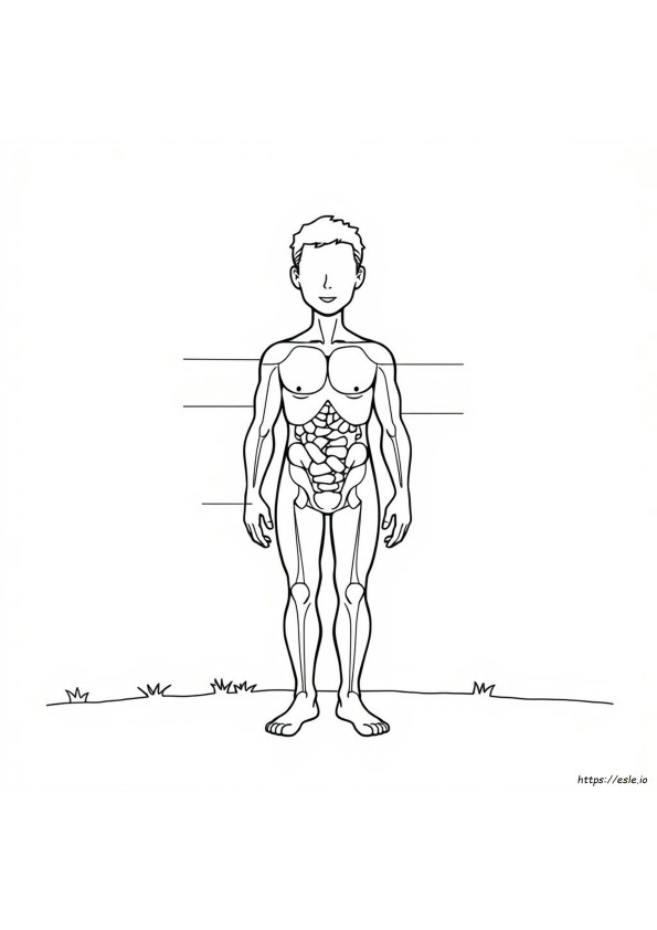 Body Parts Colouring Pages