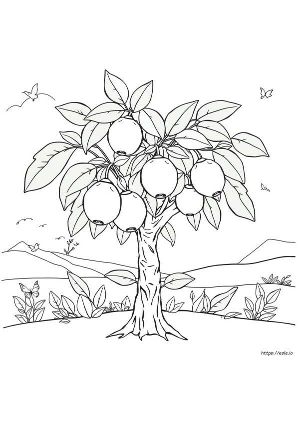Guava Picture For Colouring