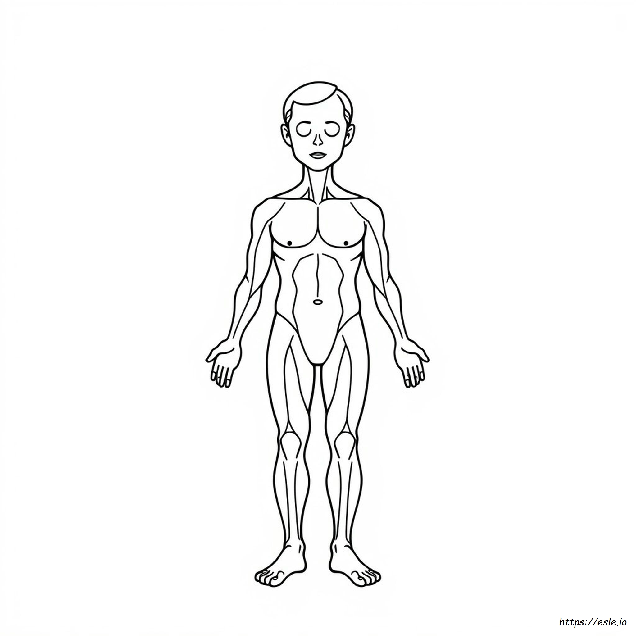 人体のぬりえ