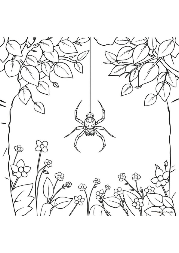 Disegni Di Ragni Da Colorare