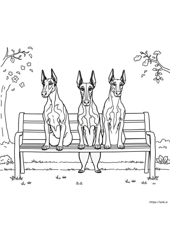 Different Doberman Colors