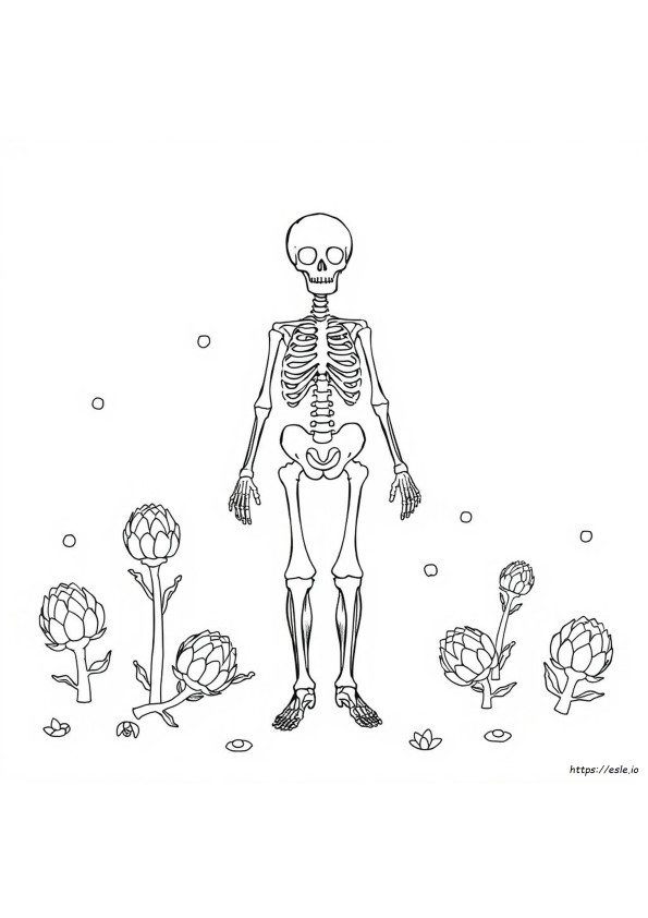 Skeletal And Articular Systems Coloring Answers