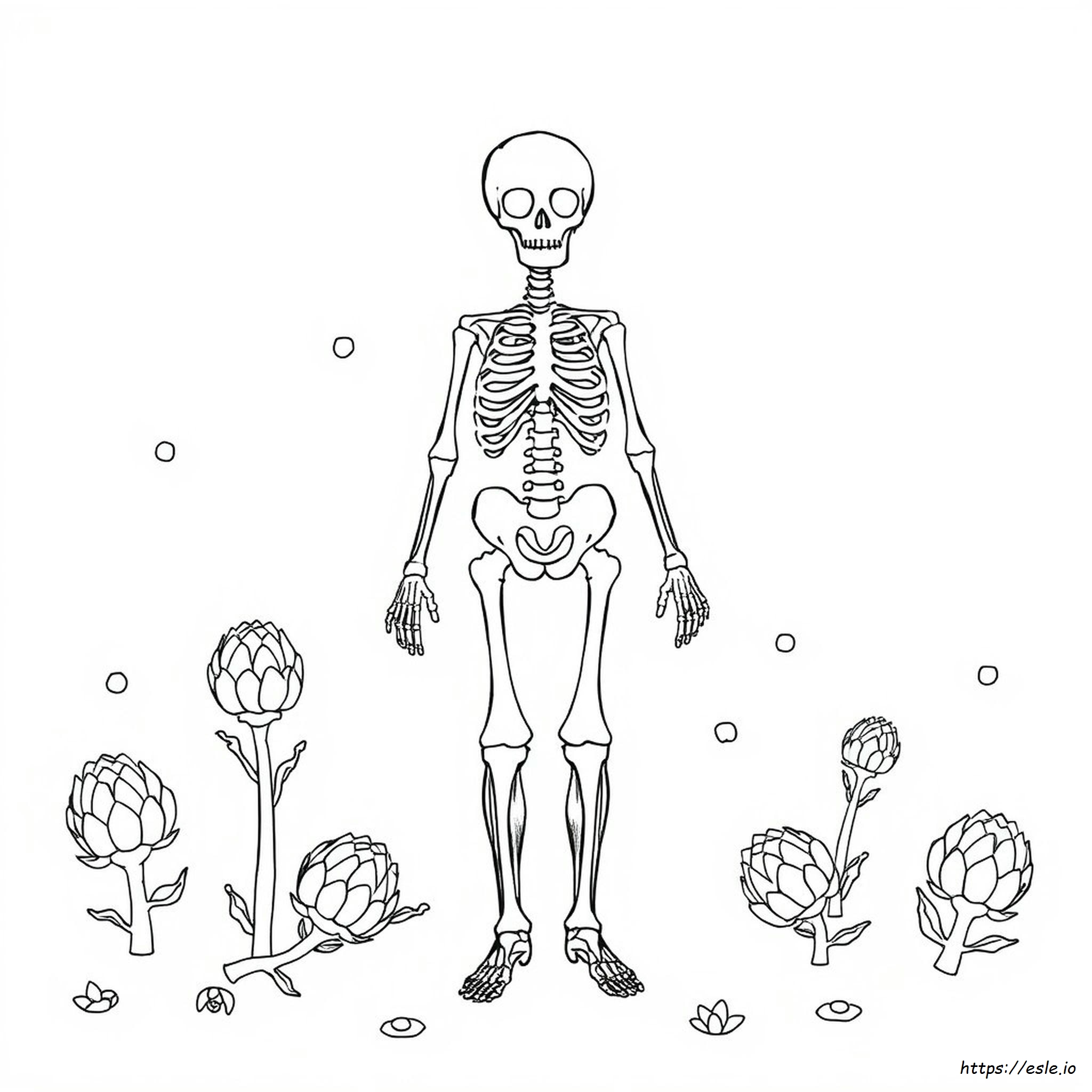 Coloriage Des Systèmes Squelettique Et Articulaire : Corrigé
