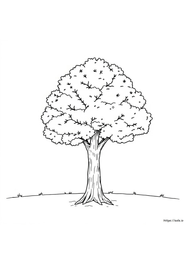 American Elm Tree Coloring Page