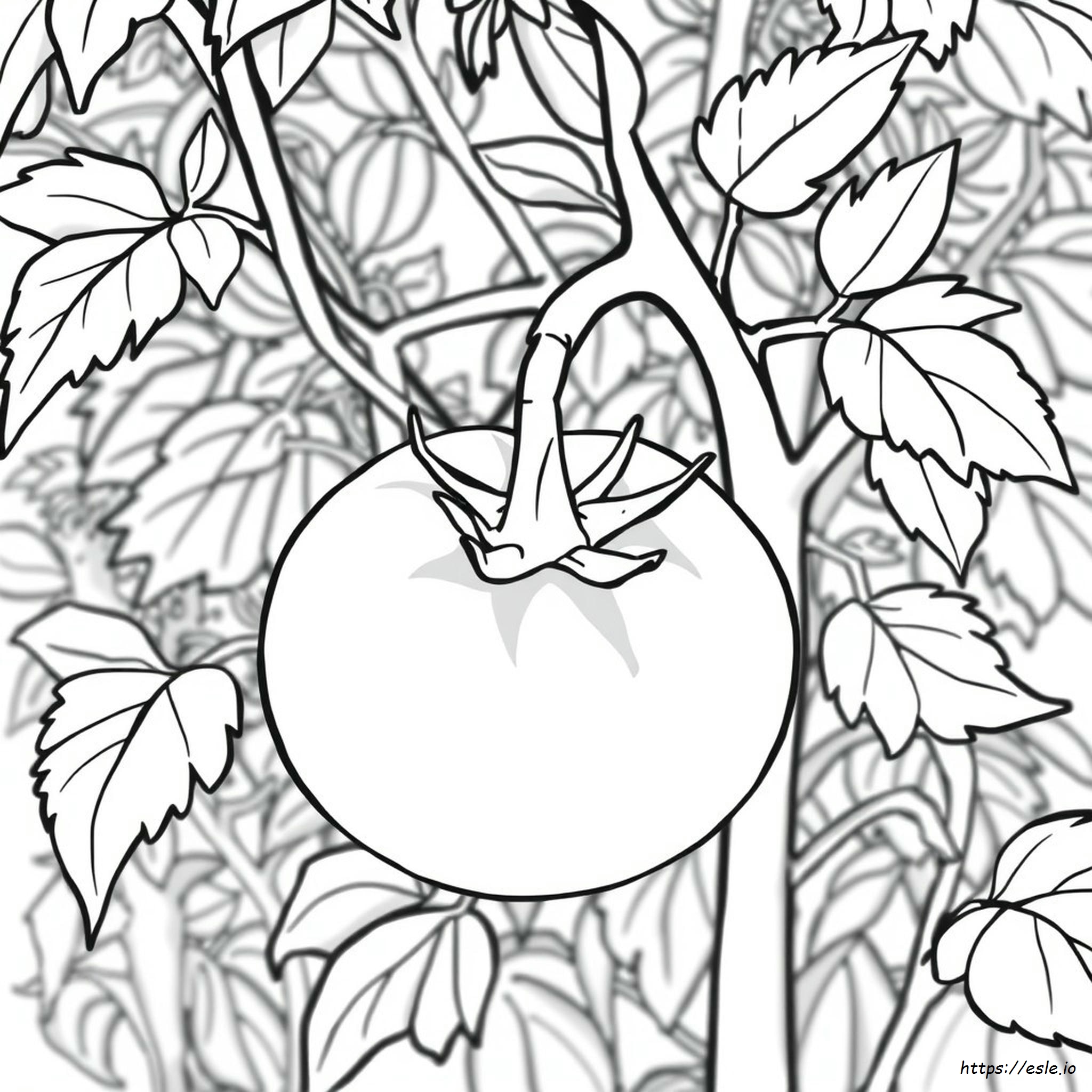 Tomato Coloring Images